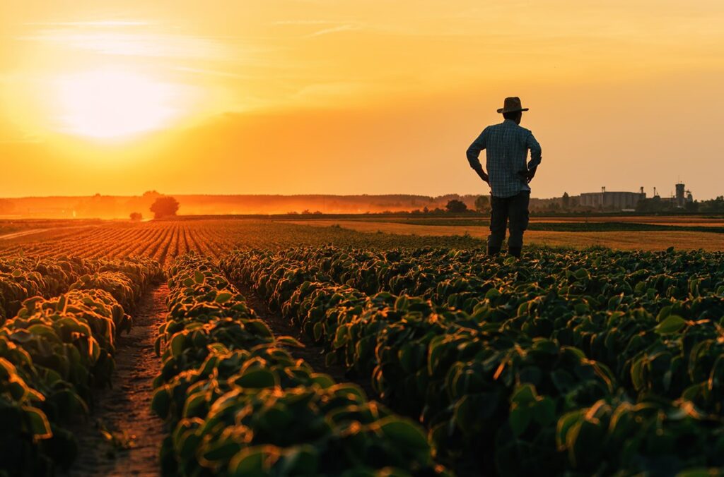 A farmer looks over his crops at sunset.