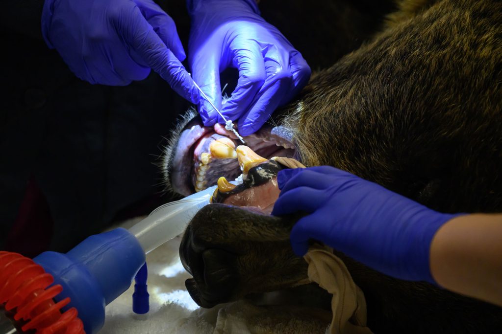A closeup of a grizzly bear's teeth while it gets dental surgery.