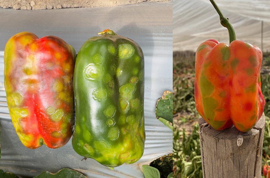 Peppers infected with a virus in Chile