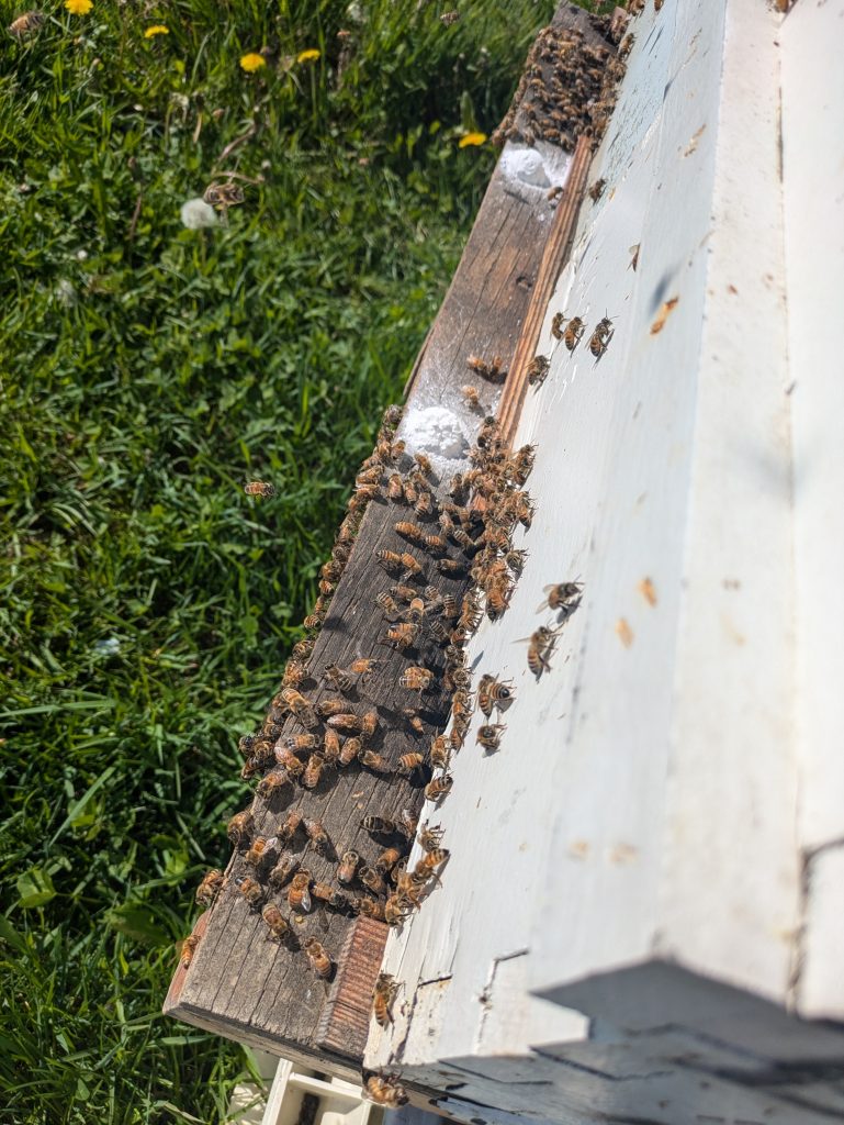 Numerous honey bees swarm around 2 mounds of a powdery white substance on the side and ledge of a white wooden beehive in a grassy yard, with several bees visible in flight.