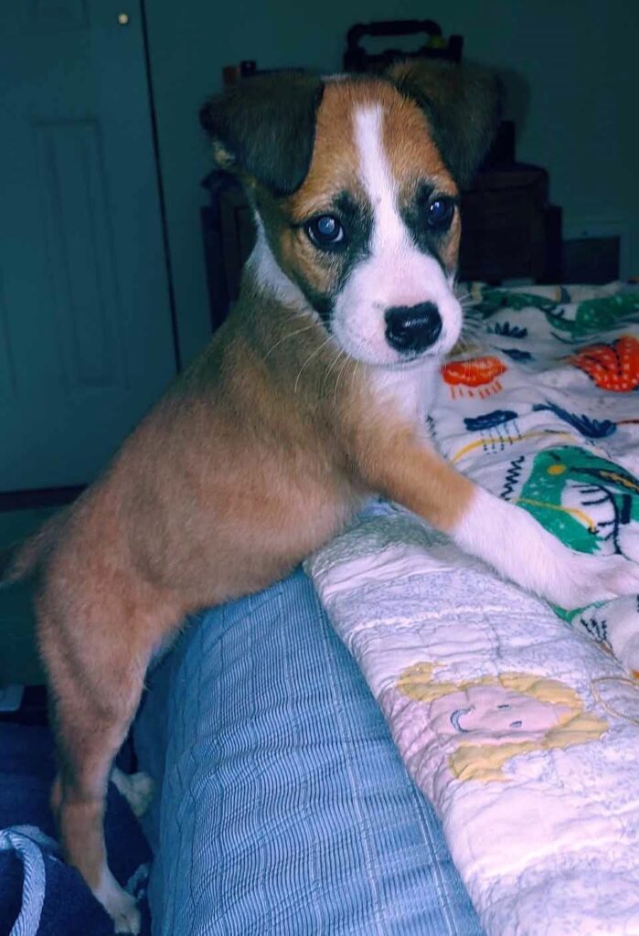 A puppy straddles the edge of a bed with its front paws on the cover and its back ones on the floor.