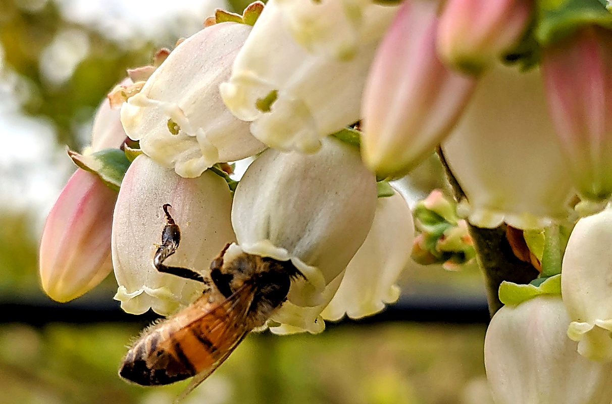 Study addresses honey bee declines after blueberry pollination with new feed supplement