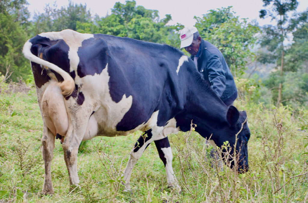 A man works with a cow in a field in Tanzania.
