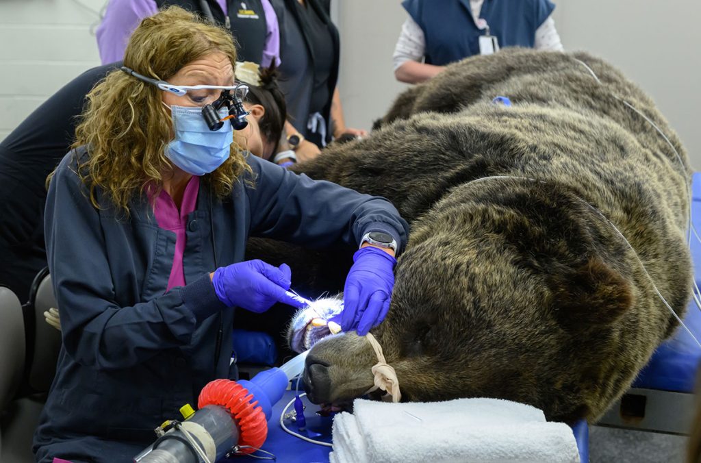 A veterinary dentist performs a root canal on a grizzly bear.