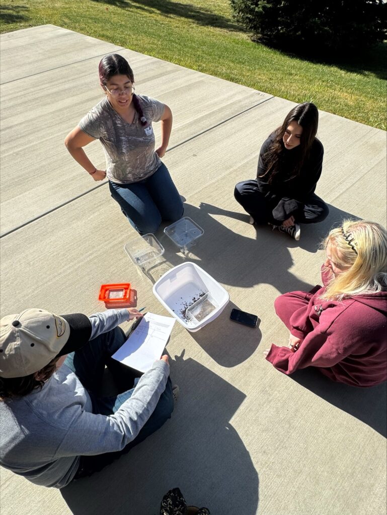 Four students look at bugs in a tray outside on a sidewalk.
