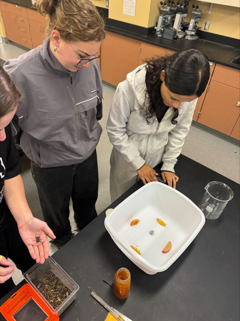Three students look at bugs in a tray.