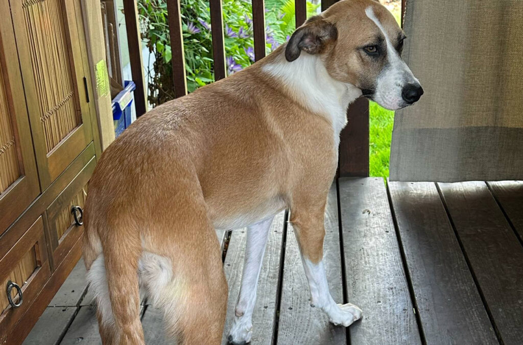 A dog stands on a wooden floor next to a balcony.
