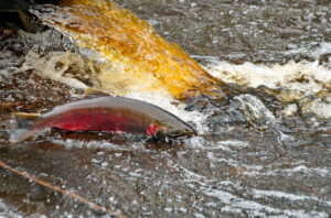 A Coho salmon swimming near a discolored rush of stormwater.