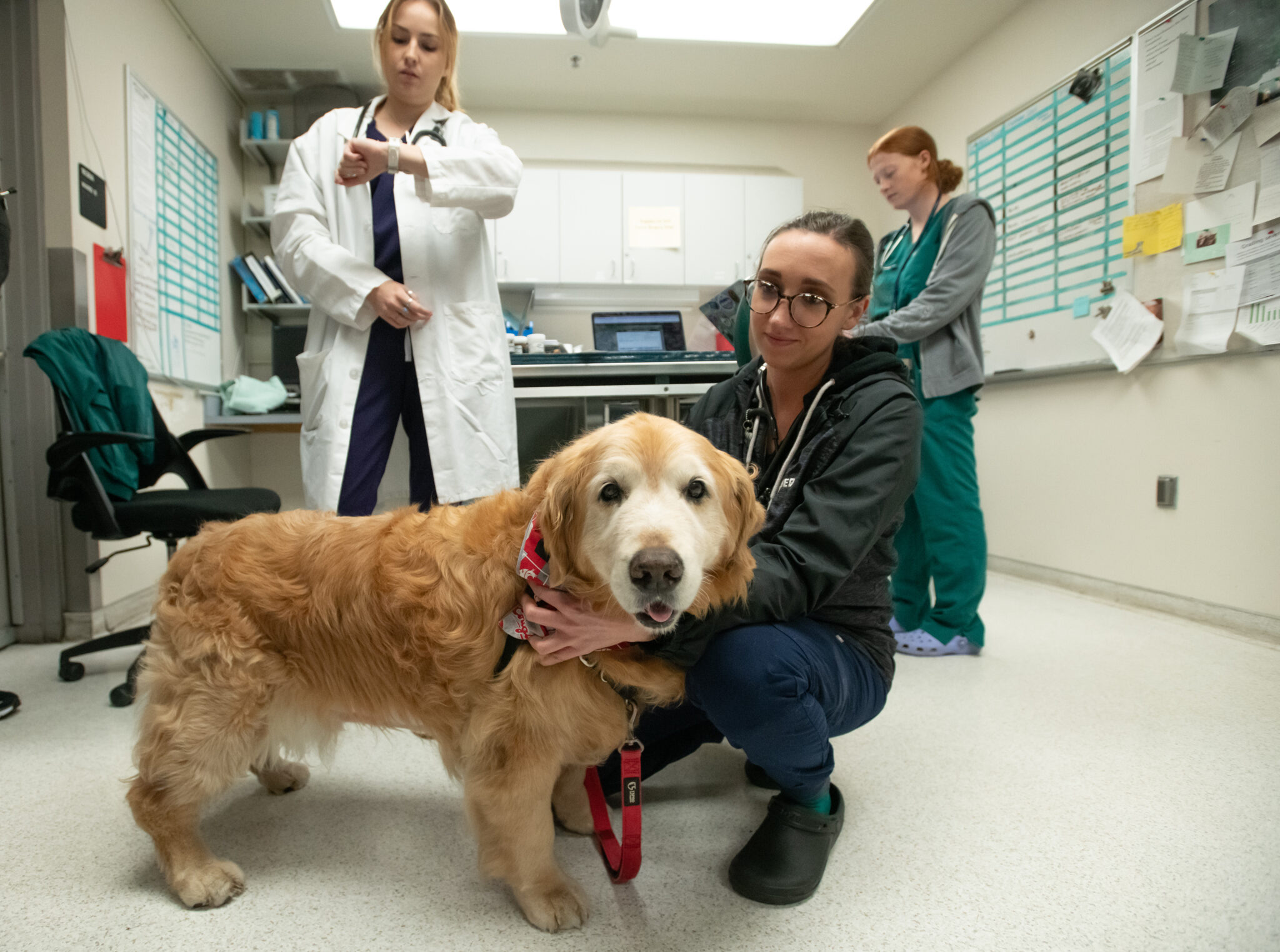 WSU celebrity Dash Dog treated at Veterinary Teaching Hospital WSU Insider Washington State