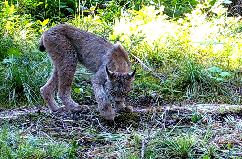 A wild lynx lifting a front paw and staring at the forest floor.