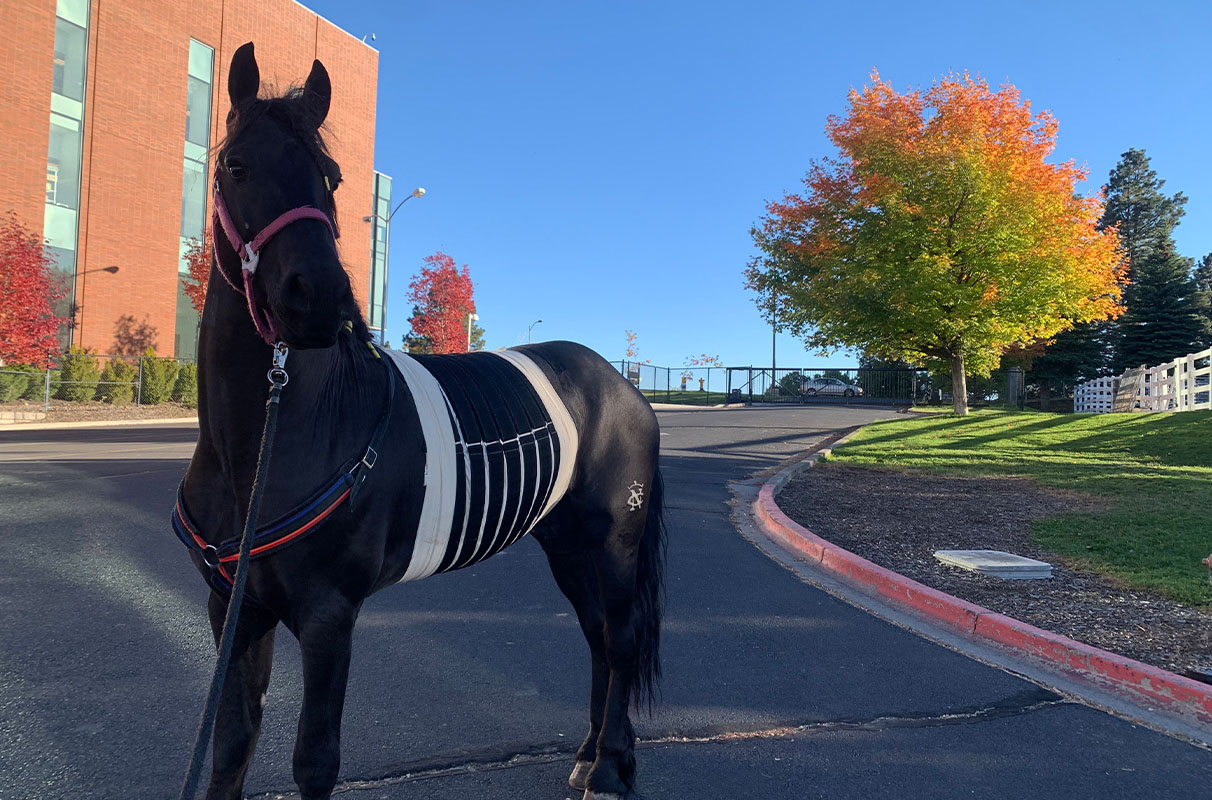 Dancing horse undergoes life-saving procedures at WSU - Vimarsana News