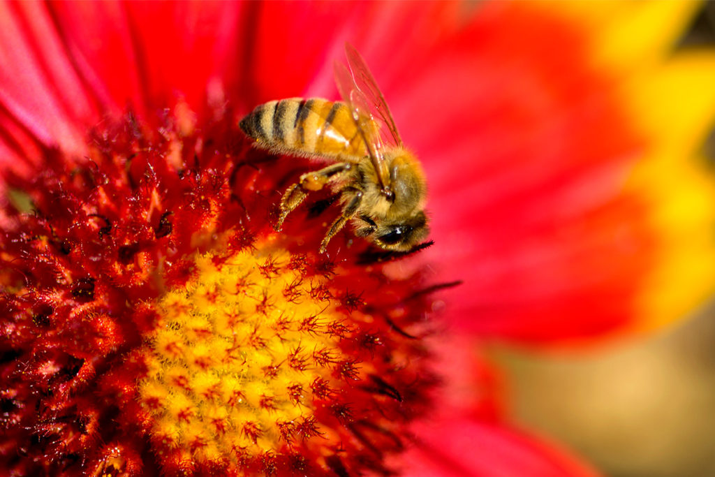 The honey bee is your constant companion.