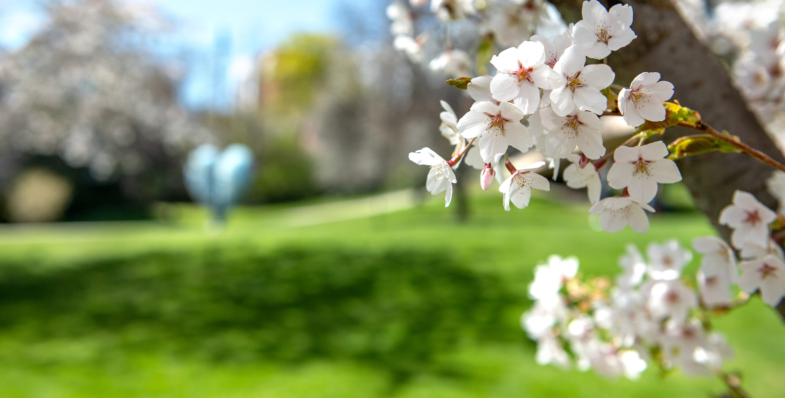 Blooming tree on a sunny spring day on the campus of Washington State University,