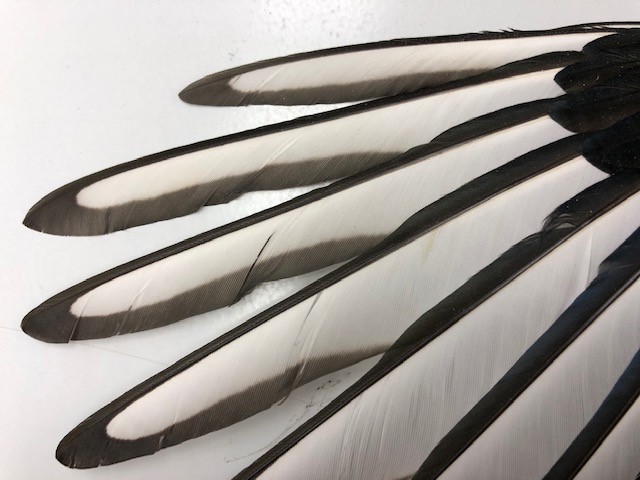 Black-and-white feathers arranged in a fan shape.