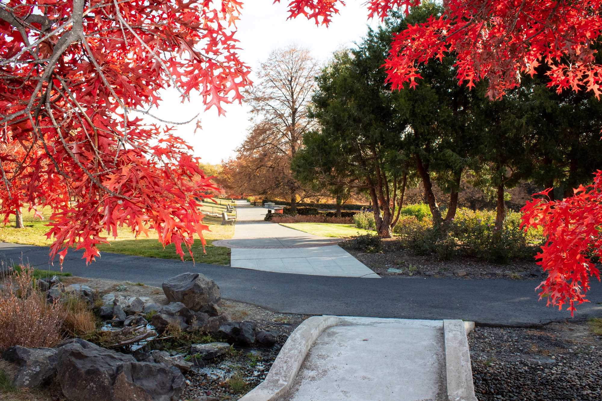 A park walkway with a stream and tree leaves.