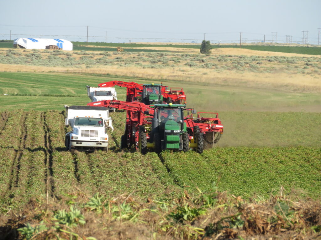 Potato field with two harvesters and two trucks