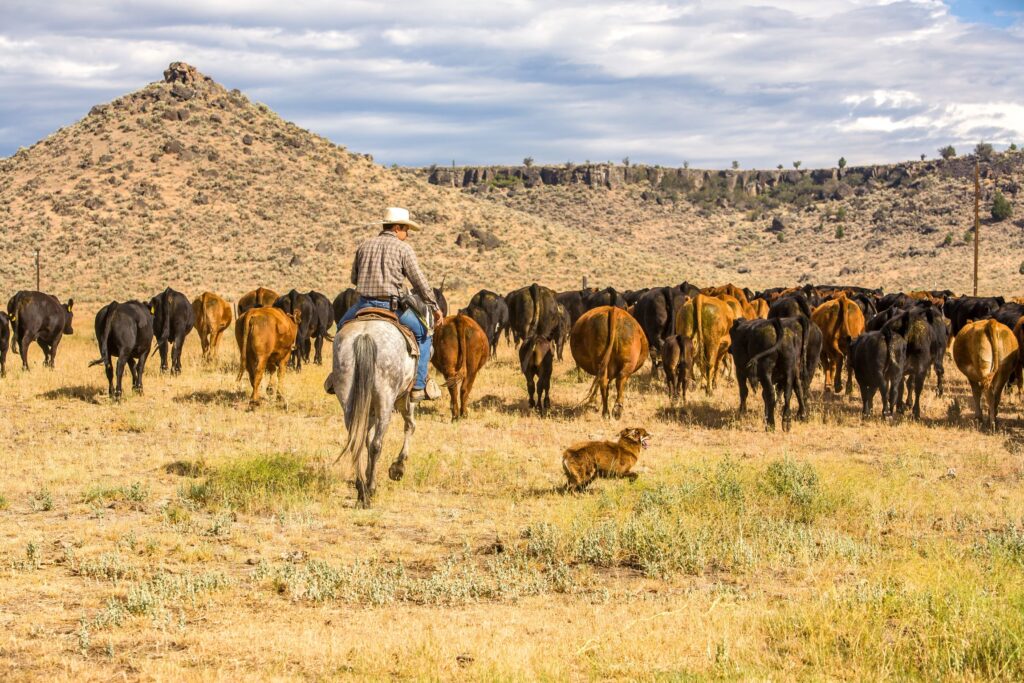 A cowboy and his dog moving a herd of cattle to another pasture on a ranch near Paulina, Oregon.