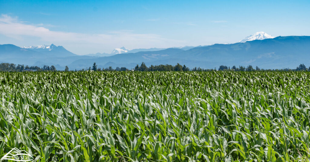A green corn field, with mountains in the background