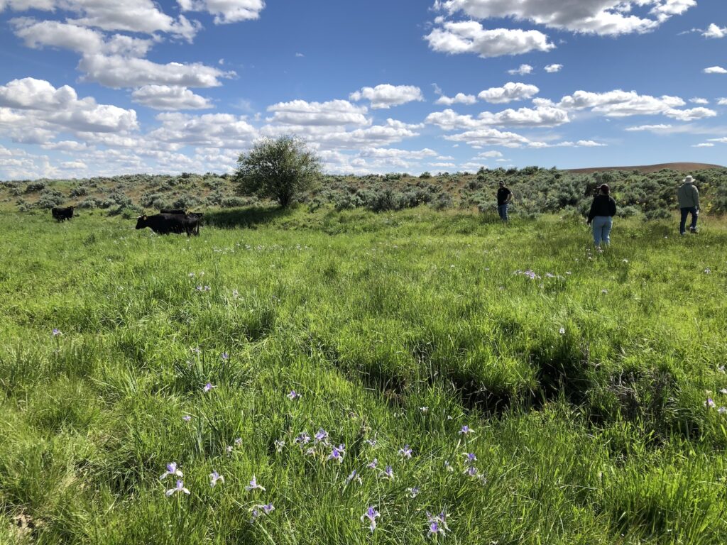 Green pasture with cows, people, and trees.
