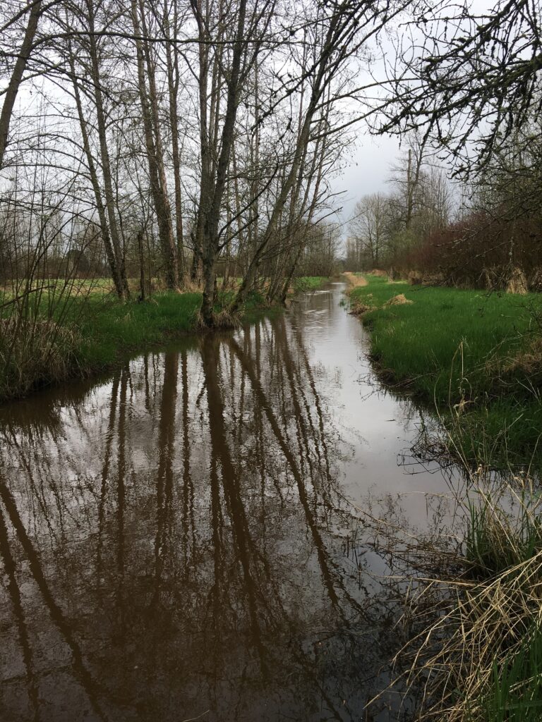A drainage ditch very full with brown, near-stagnant water.