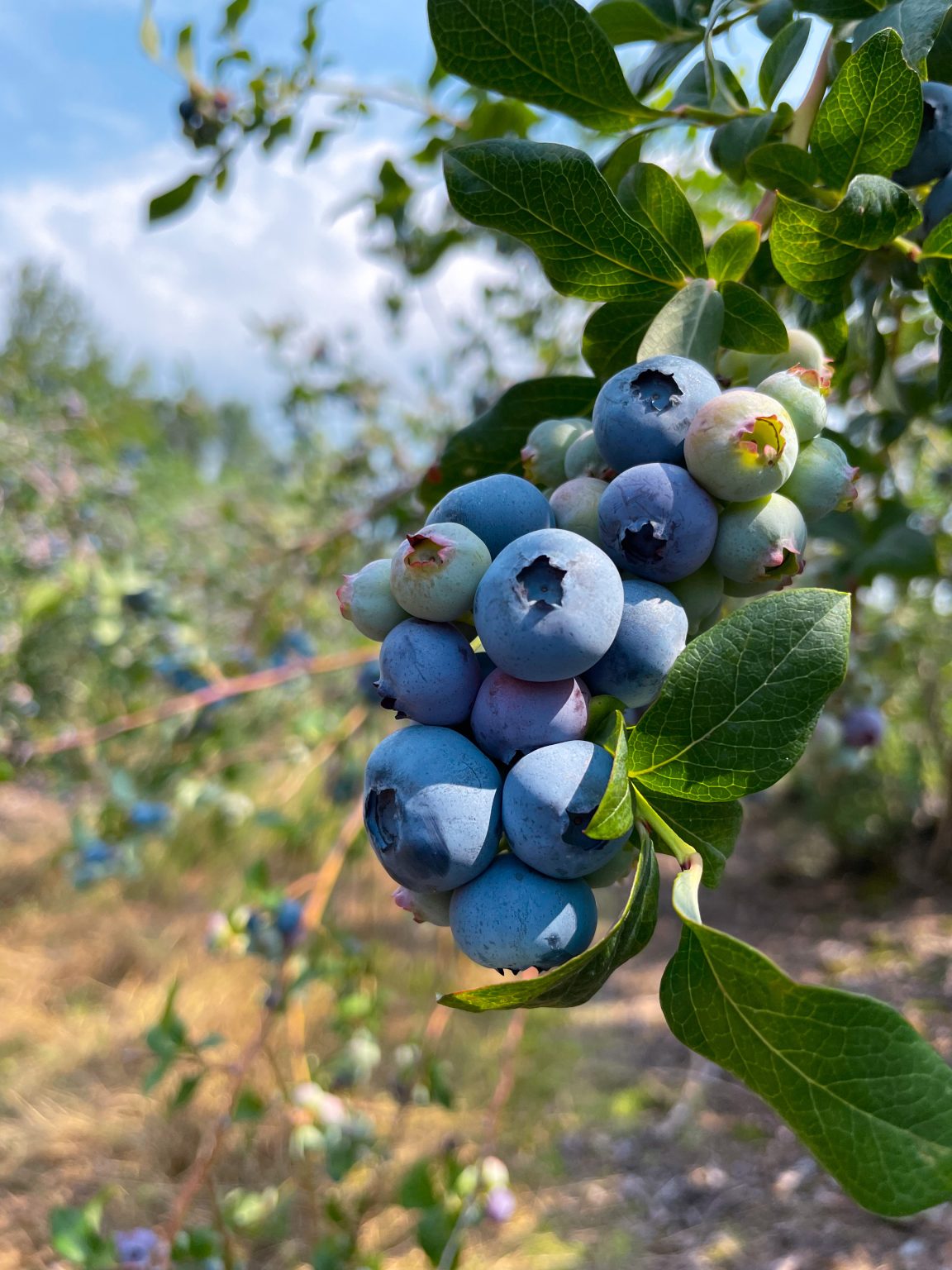 close up view of blueberries from a filed