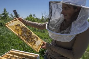 Meghan working with honey bees