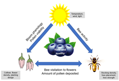 Pollination triangle