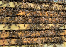 Close up view of hive box