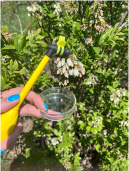 close up view of blueberry flowers