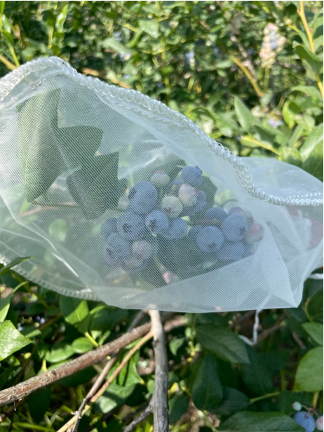 blueberries in a netted bag