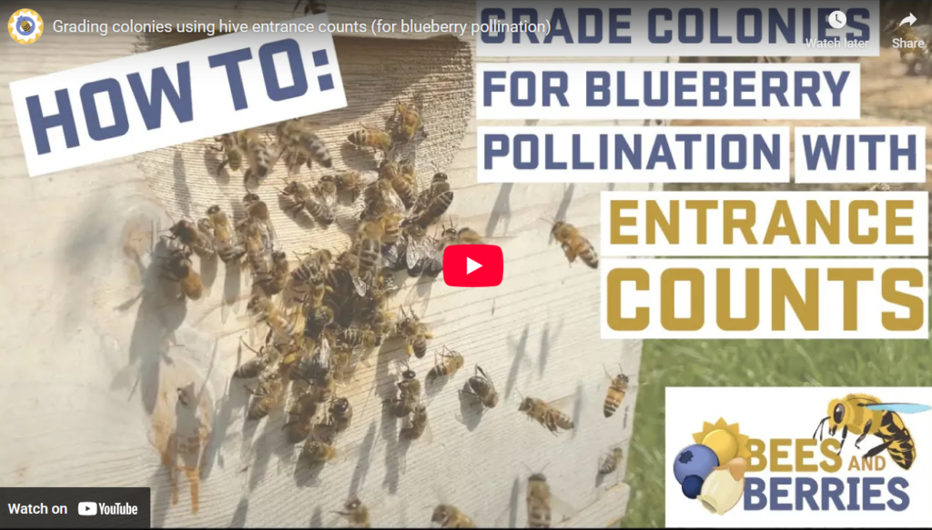 Screenshot of Grading colonies using hive entrance counts video