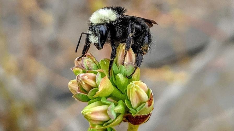 Bumblebee pollinating blueberry blooms