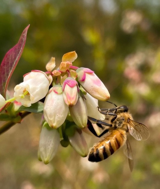 Bee pollinating blueberry flowers