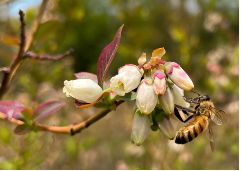 Bee pollination on blueberry flowers