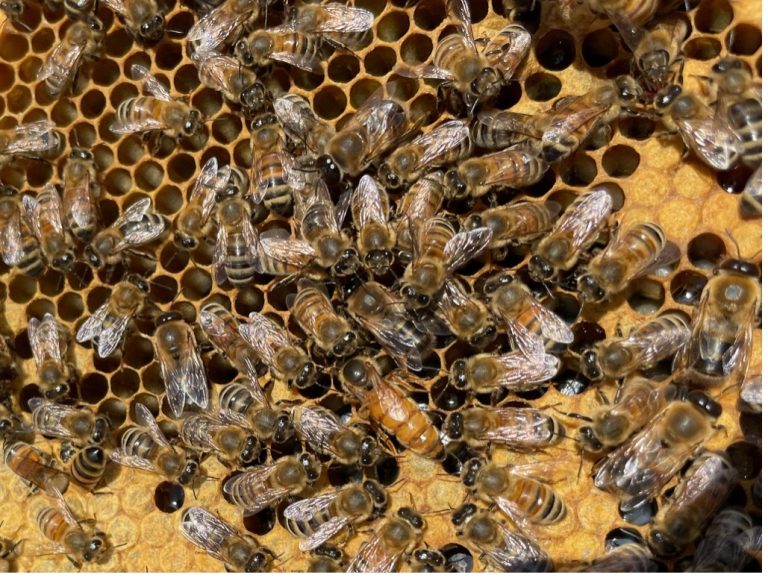 Queen bee in a hive