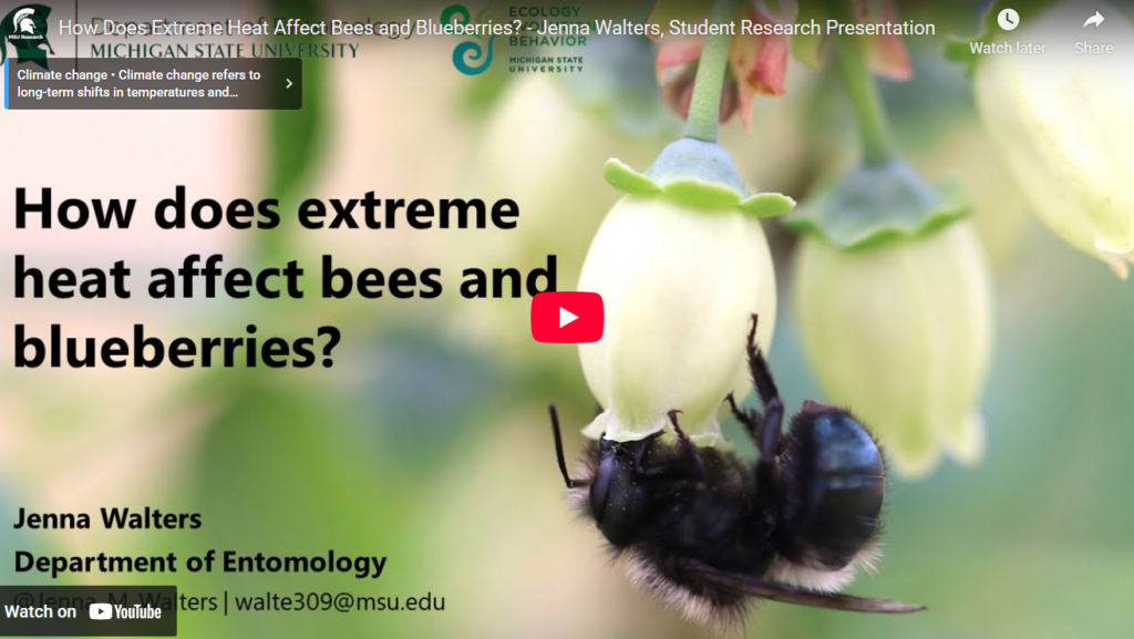 screenshot of How Does Extreme Heat Affect Bees and Blueberries? – Jenna Walters, Student Research Presentation video