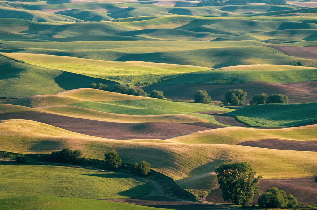 Rolling farmland near Pullman, Washington, shows layered green and golden hills with scattered trees and winding dirt roads in soft light.