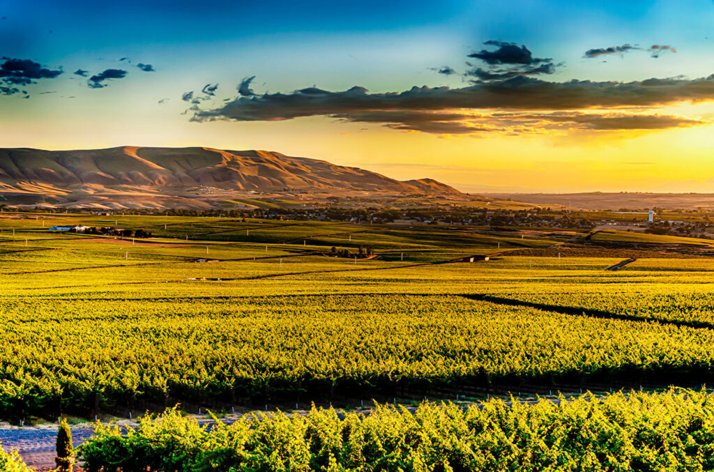 Vineyards stretch across rolling hills near Yakima, Washington, under a golden sunset, with patchwork fields and distant ridgelines.