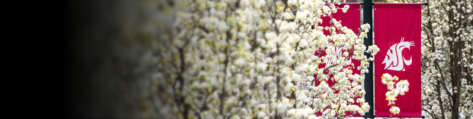A red banner with the Washington State University logo, which is a stylized cougar head. The banner is hanging on a pole amidst blooming white flowers.