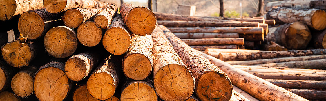 Stacked cut logs in a lumberyard, with circular cross-sections facing the viewer.