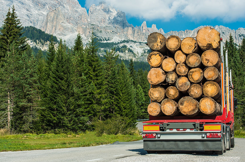 Logging truck carrying a large load of cut logs, driving on a road through dense evergreen forest with mountains in the background.