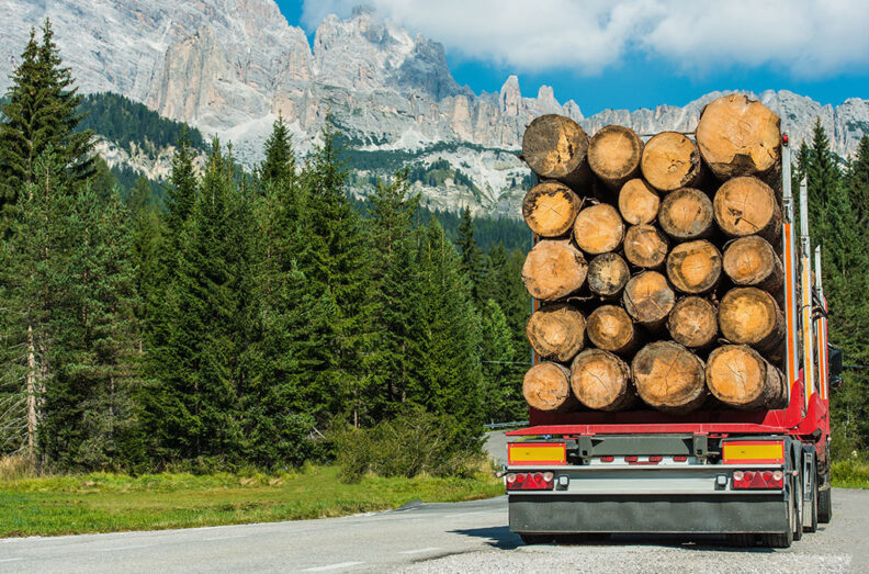 Logging truck carrying a large load of cut logs, driving on a road through dense evergreen forest with mountains in the background.