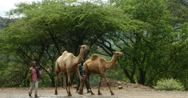 Camels in Ethiopia