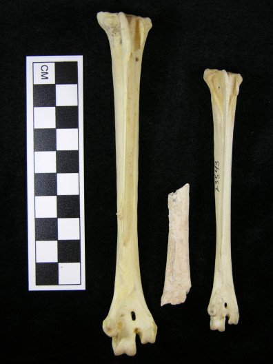 Turkey bones comparison