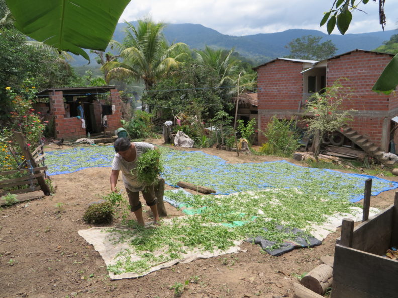 Woman putting plants on tarps to dry