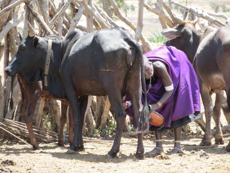 woman milking cow