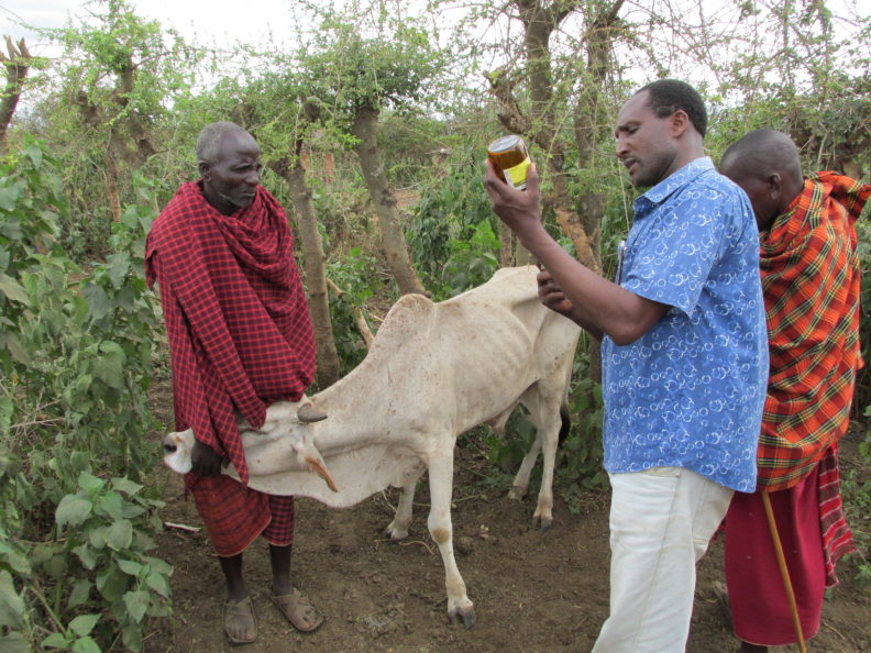 Doctor treating cow with antibiotics