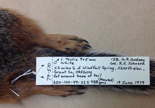 Ground Squirrel label