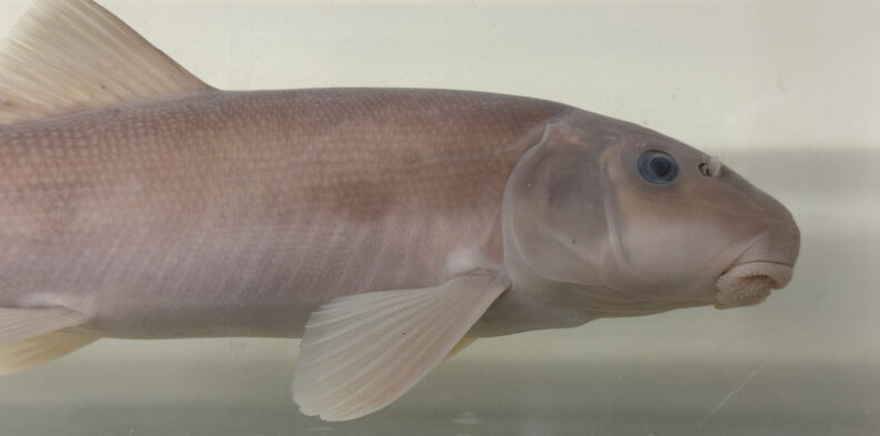 Largescale Sucker (Catostomus macrocheilus) preserved in ethanol