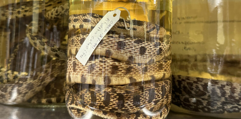 Gopher snakes (Pituophis catenifer) preserved in ethanol. 